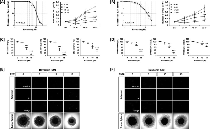Bavachin enhances paclitaxel sensitivity in ovarian cancer cells through modulation of mitochondrial function and ER stress.