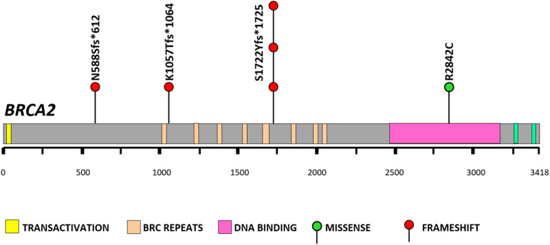 Prevalence and spectrum of germline BRCA1 and BRCA2 mutations in multiethnic cohort of breast cancer patients in Brunei Darussalam.