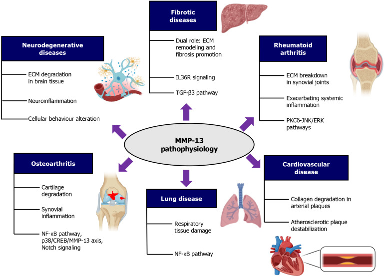 Regulation of matrix metalloproteinase-13 in cancer: Signaling pathways and non-coding RNAs in tumor progression and therapeutic targeting.