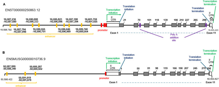 Anatomy and Function of Deleted in Azoospermia Like (DAZL) Gene in Human and Mouse.