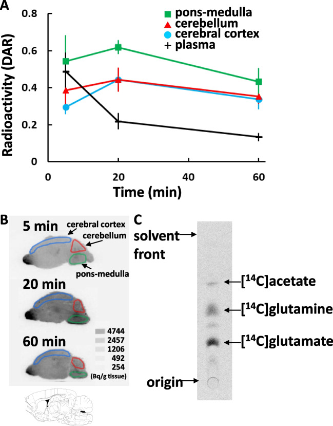 Ex-vivo Imaging of Glial Energy Metabolism in the Neonatal Mouse Brain during Convulsive Seizures with Intranasal Radiotracer Administration.