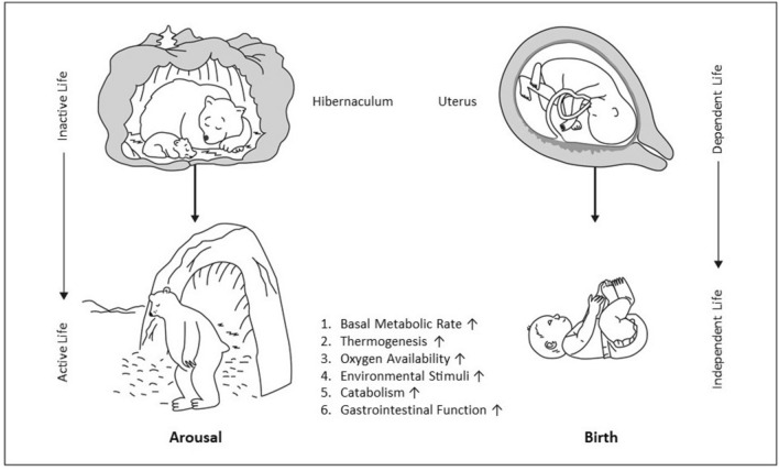 Mammalian birth versus arousal from hibernation: thyroid hormones, common regulators of metabolic transition?