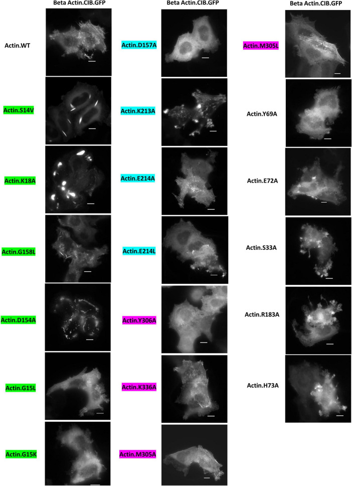 Identification of actin mutants with neurodegenerative disease-like phenotypes via mutagenesis of the actin-ATP interface.