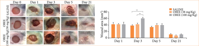 Healing effects of topically applied Ocimum basilicum L. on excisional wounds in mice.