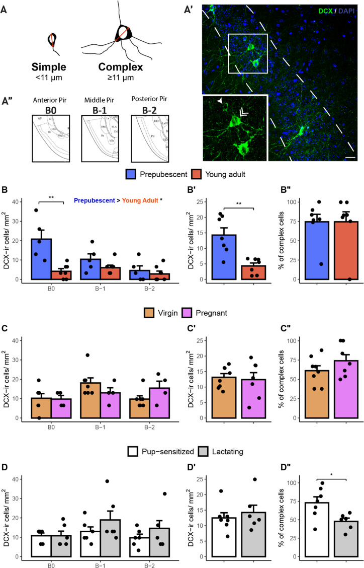 The density of doublecortin cells in the piriform cortex is affected by transition to adulthood but not first pregnancy in mice.