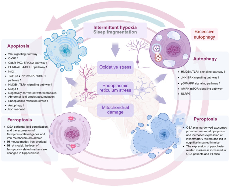 Programmed cell death in the cognitive impairment of obstructive sleep apnea.