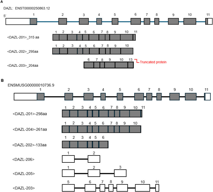 Anatomy and Function of Deleted in Azoospermia Like (DAZL) Gene in Human and Mouse.