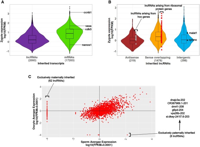 A comprehensive analysis of the inherited lncRNA and circRNA repertoire of zebrafish.