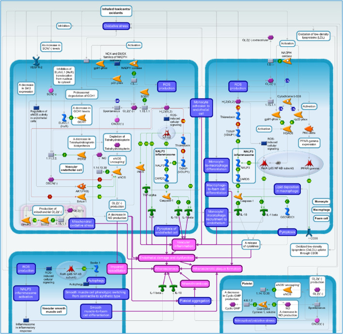 An adverse outcome pathway for cigarette smoke-mediated oxidative stress in plaque formation.