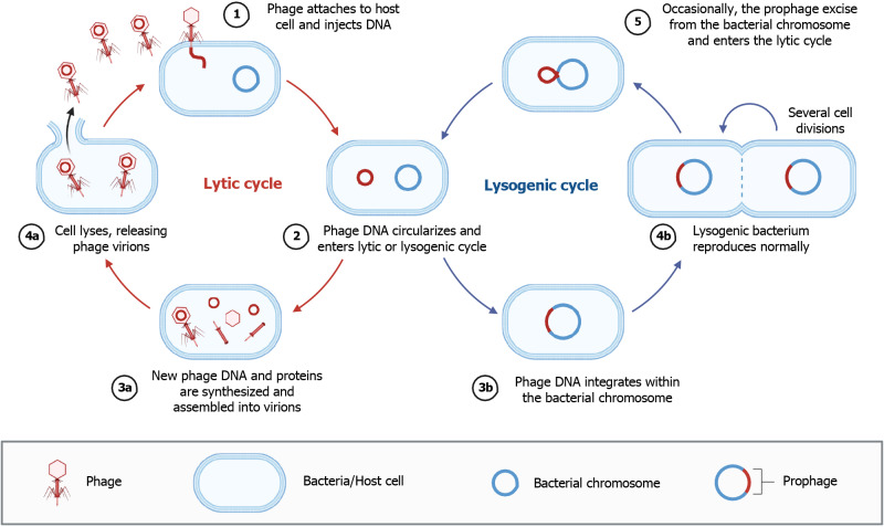Gut virome: New key players in the pathogenesis of inflammatory bowel disease.