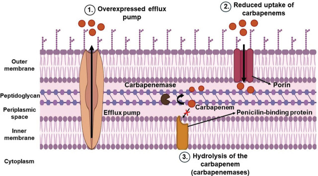Carbapenem-resistant bacteria in the environment.