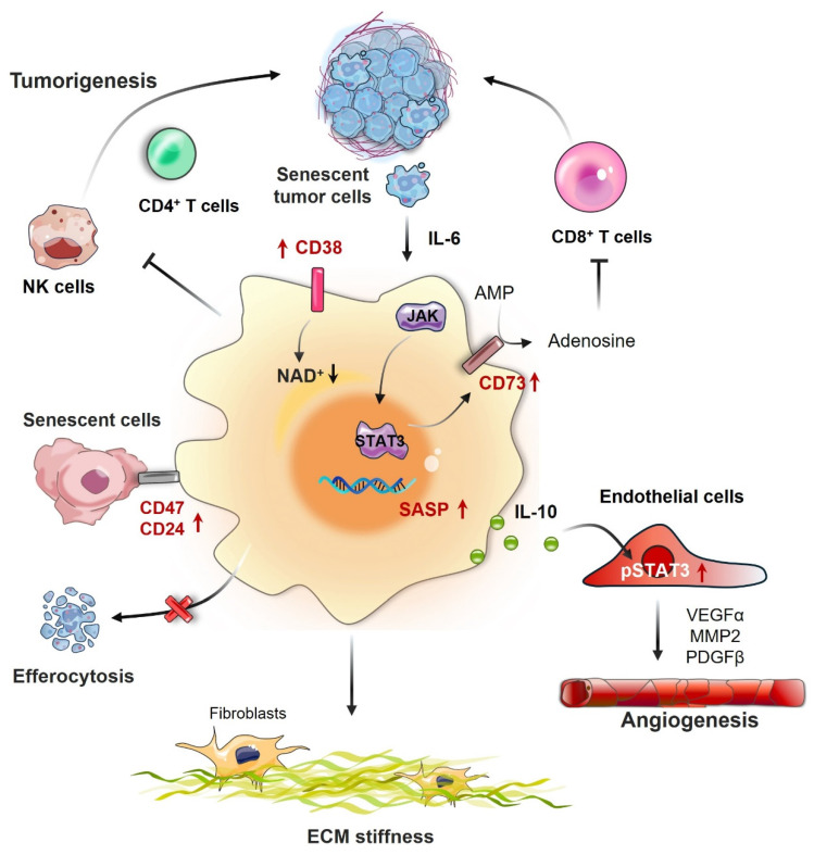 Beyond polarization: macrophage senescence in immunoregulation and cancer therapy.