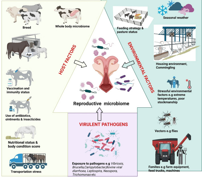 Correction: Bovine ocular microbiome: the next frontier in managing pinkeye in cattle.