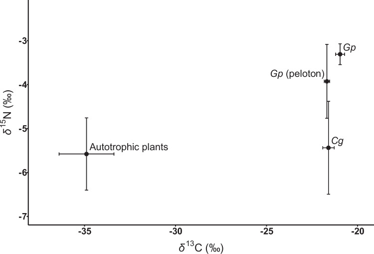 Integrated peloton and fruiting body isotope data shed light on mycoheterotrophic interactions in Gastrodia pubilabiata (Orchidaceae).