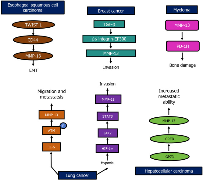 Regulation of matrix metalloproteinase-13 in cancer: Signaling pathways and non-coding RNAs in tumor progression and therapeutic targeting.