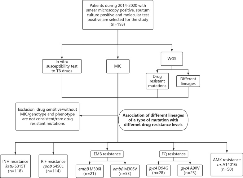 Impact of sublineage diversity on intrinsic susceptibility of Beijing genotype Mycobacterium tuberculosis.