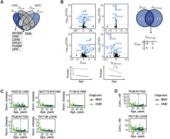 Contrasting Becker and Duchenne muscular dystrophy serum biomarker candidates by using data independent acquisition LC-MS/MS.