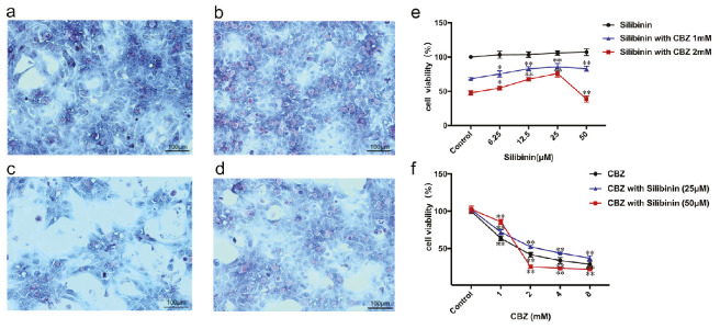 Explaining Uncertain Hepatoprotective Effects: When Silibinin Co-Administered with Other Drugs.