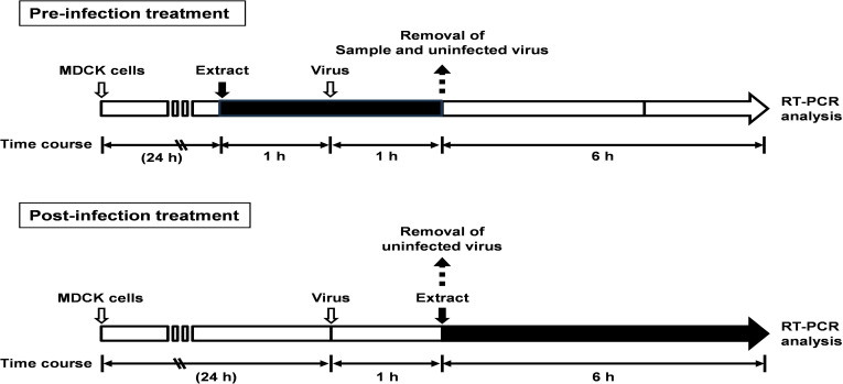 Inhibitory effects of a hot-water extract of cumin fruit on influenza A virus infection.