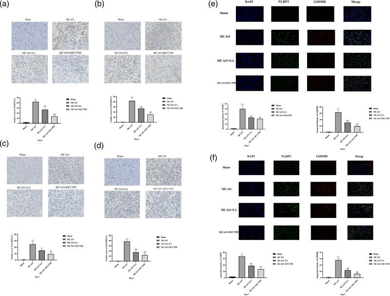 Effects of electroacupuncture on neural function and the expression of inflammation-related proteins NLRP3/caspase-1 in rats with ischemic stroke.