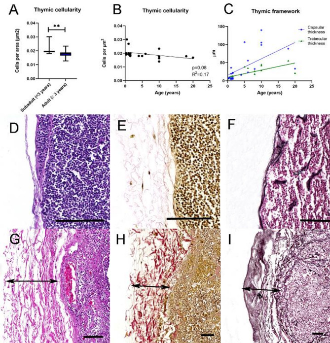 Age-associated changes in the lymphoid tissues of Boa constrictor.
