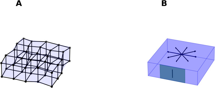 Cortical dynamics of neural-connectivity fields.
