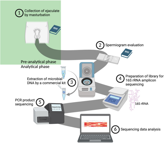 State-of-the-art approaches in the investigation of human seminal bacteriome using metagenomic methods.