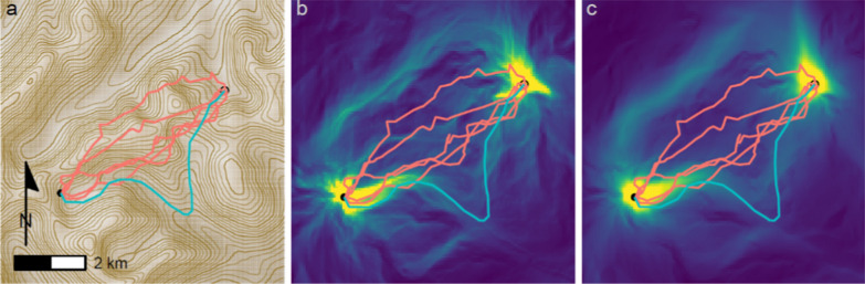 Wolverines use spatial memory to plan efficient routes through rugged terrain.