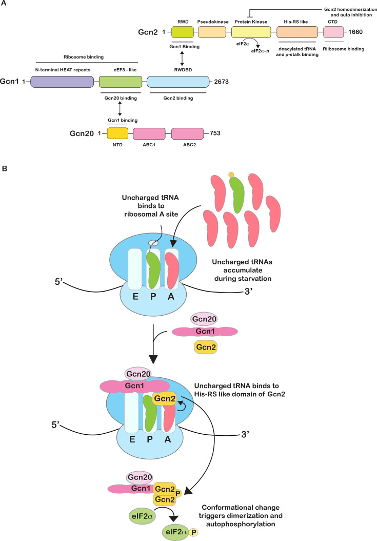 Insights into the role of collided ribosomes during the activation of the integrated stress response.