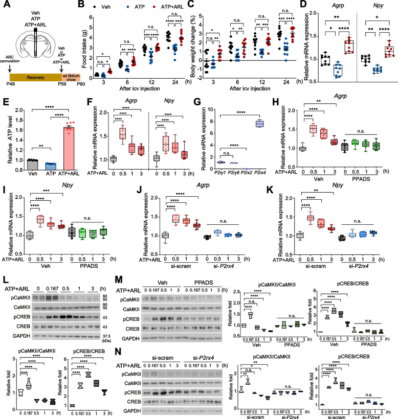 ATP stimulates appetite by enhancing the expression of hypothalamic orexigenic neuropeptides.