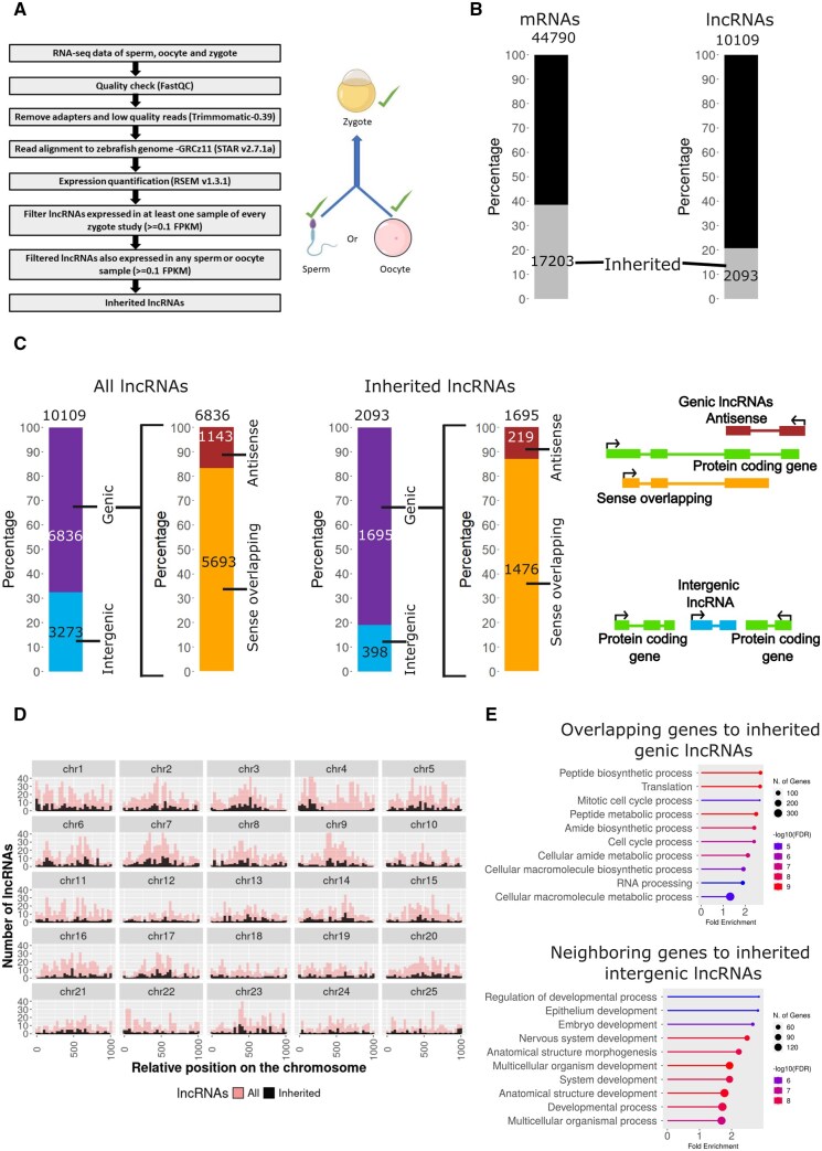 A comprehensive analysis of the inherited lncRNA and circRNA repertoire of zebrafish.