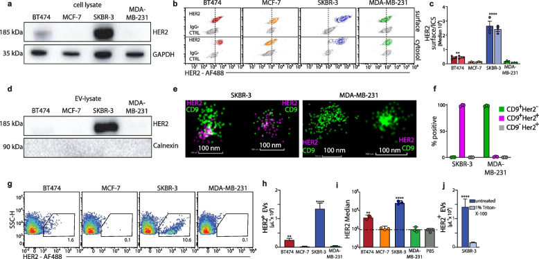 Two-dimensional analysis of plasma-derived extracellular vesicles to determine the HER2 status in breast cancer patients.