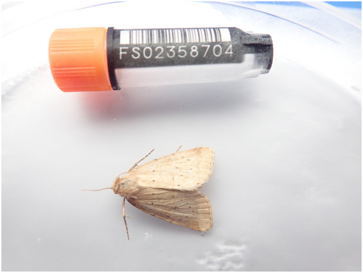 The genome sequence of the Small Dotted Buff moth, <i>Photedes minima</i> Haworth, 1809.