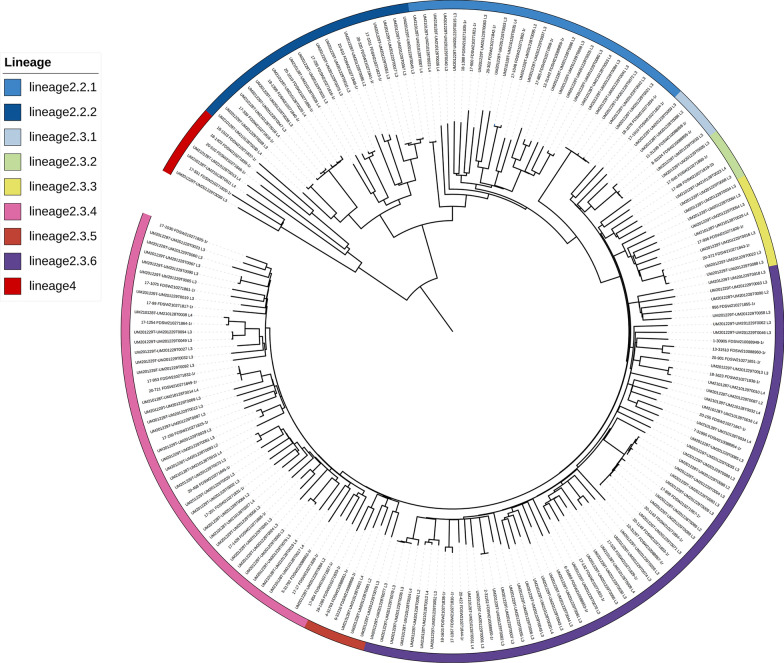 Impact of sublineage diversity on intrinsic susceptibility of Beijing genotype Mycobacterium tuberculosis.