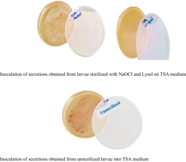 Effects of two commonly and limited used chemosterilants on Lucilia sericata egg surface sterilization.