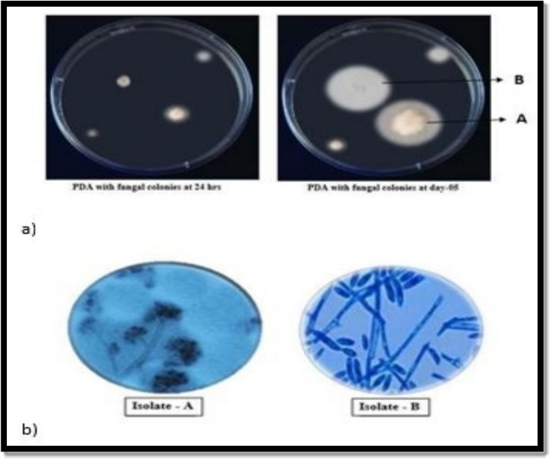 Antagonistic potential and analytical profiling of plant probiotic bacteria using chromatography and mass spectrometry techniques against Botrytis cinerea and Fusarium oxysporum.