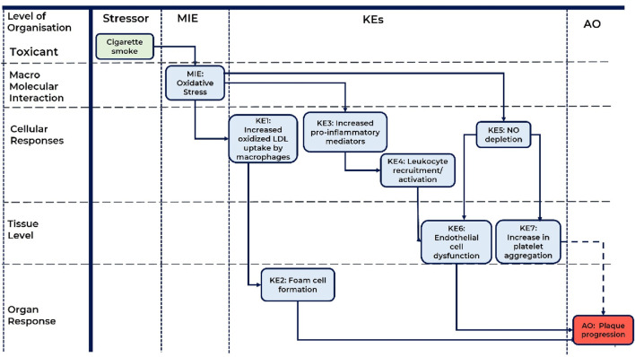 An adverse outcome pathway for cigarette smoke-mediated oxidative stress in plaque formation.