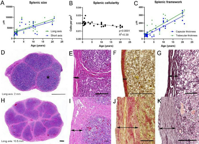Age-associated changes in the lymphoid tissues of Boa constrictor.