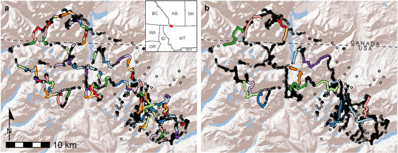 Wolverines use spatial memory to plan efficient routes through rugged terrain.