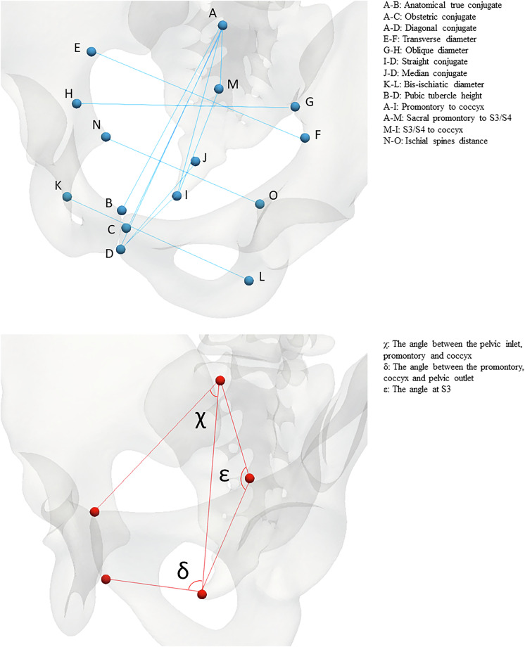 BoneDat, a database of standardized bone morphology for in silico analyses.