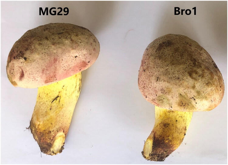 The first two complete mitochondrial genomes of <i>Butyriboletus roseoflavus</i> (Hai B. Li & Hai L. Wei) D. Arora & J.L. Frank 2014 (Boletales: Boletaceae) and phylogenetic analysis.