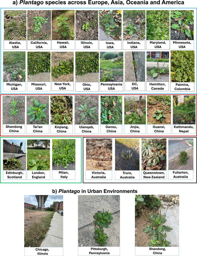 Plantago species are emerging model organisms for functional genomics and stress biology.