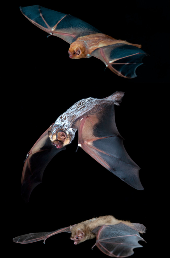 The 2 Sigma Genus Concept in mammalogy: Lessons from Lasiurus.
