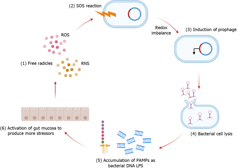 Gut virome: New key players in the pathogenesis of inflammatory bowel disease.