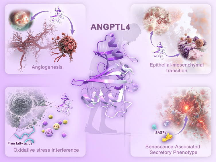 Adipose Factor ANGPTL4: Its Role in Aging Mechanisms and Associated Diseases.