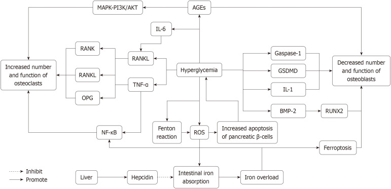 Iron dysregulation, ferroptosis, and oxidative stress in diabetic osteoporosis: Mechanisms, bone metabolism disruption, and therapeutic strategies.
