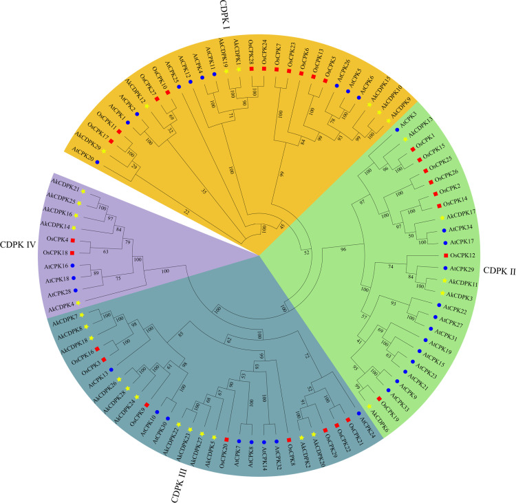 Identification of the AKCDPK gene family and AkCDPK15 functional analysis under drought and salt stress.