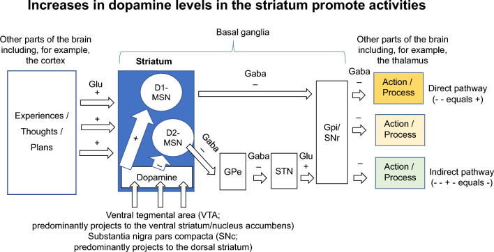 Levodopa treatment: impacts and mechanisms throughout Parkinson's disease progression.