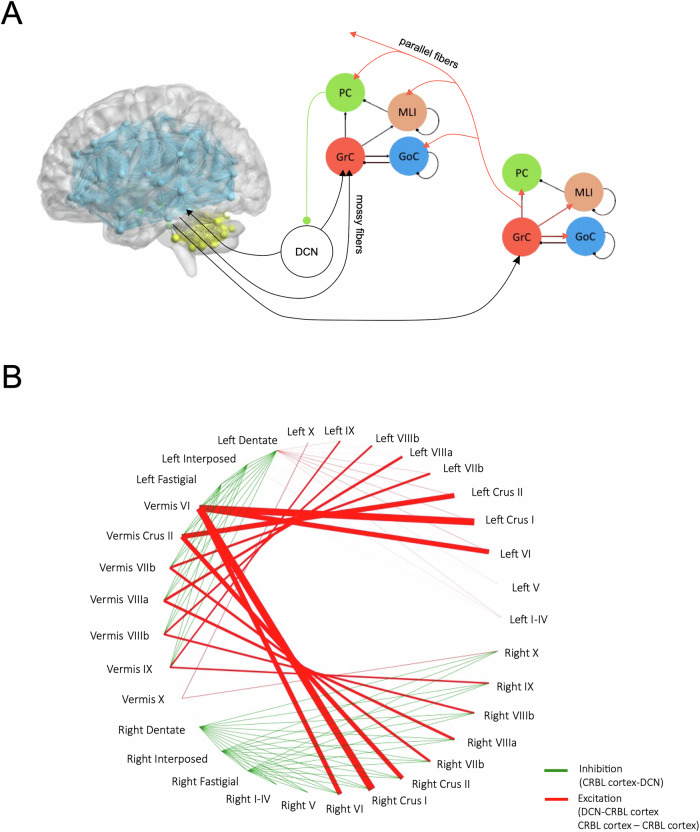 Region-specific mean field models enhance simulations of local and global brain dynamics.