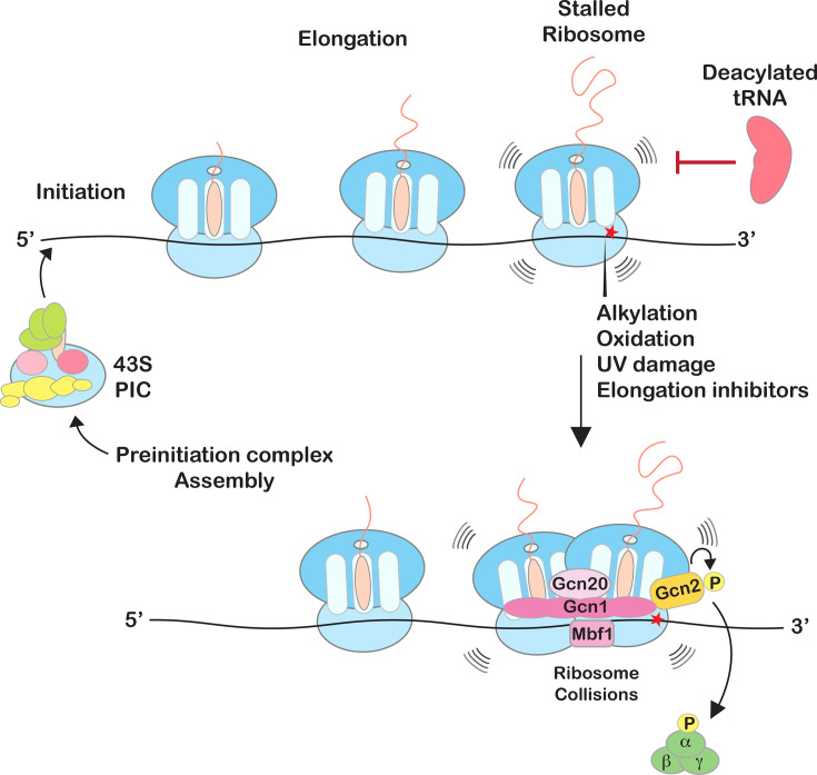 Insights into the role of collided ribosomes during the activation of the integrated stress response.